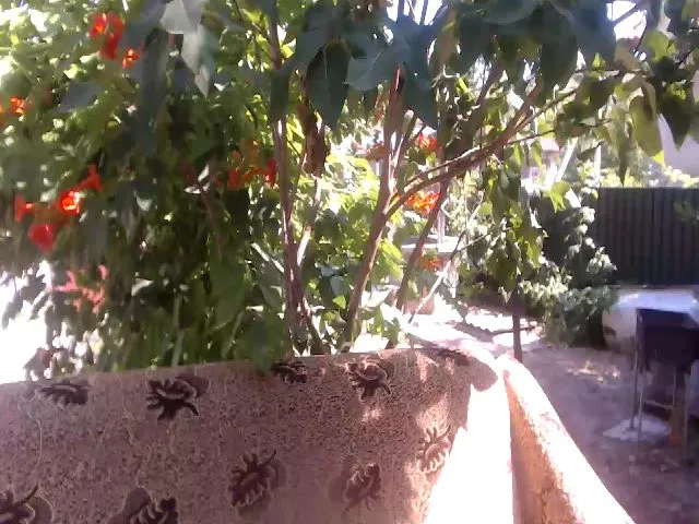 Live sex webcam photo for BeankaV #252501229