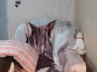 Live sex webcam photo for Katernia48 #240859269