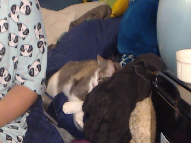 Live sex webcam photo for LolipopLittle #258796783