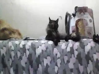 Live sex webcam photo for GuiltyKitty #251983880