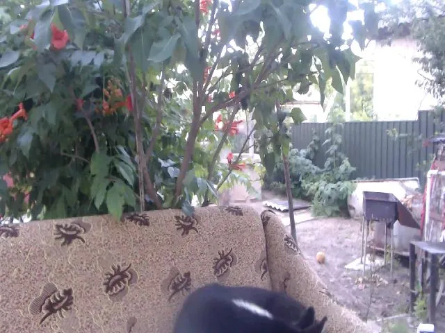 Live sex webcam photo for BeankaV #252585442