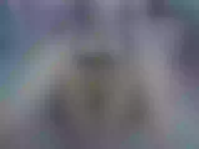 Live sex webcam photo for AVladica #253988642