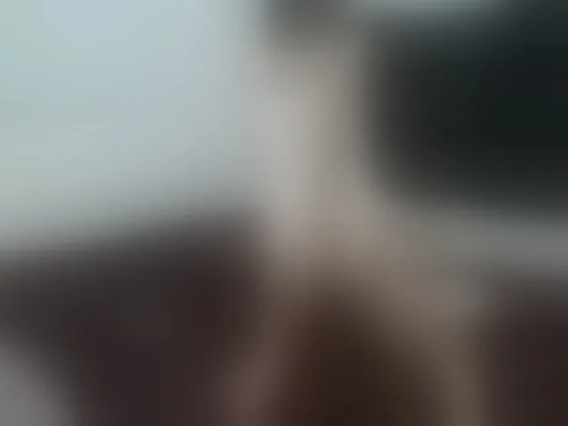 Live sex webcam photo for Titawish #241938280