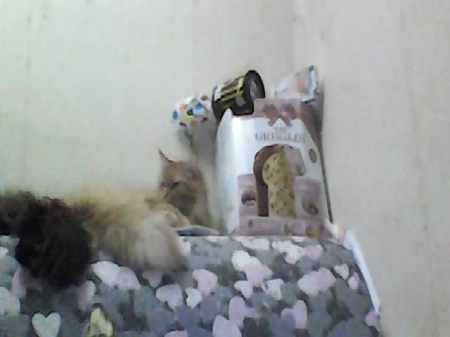 Live sex webcam photo for GuiltyKitty #265545808