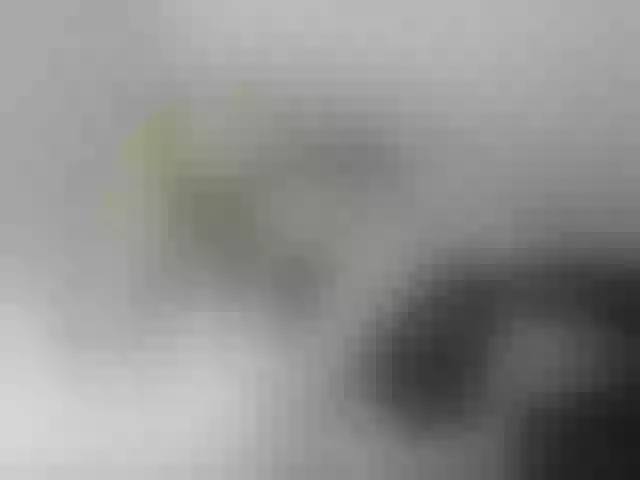Live sex webcam photo for lolamiau #247792154