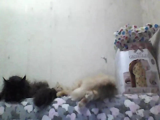 Live sex webcam photo for GuiltyKitty #265569913