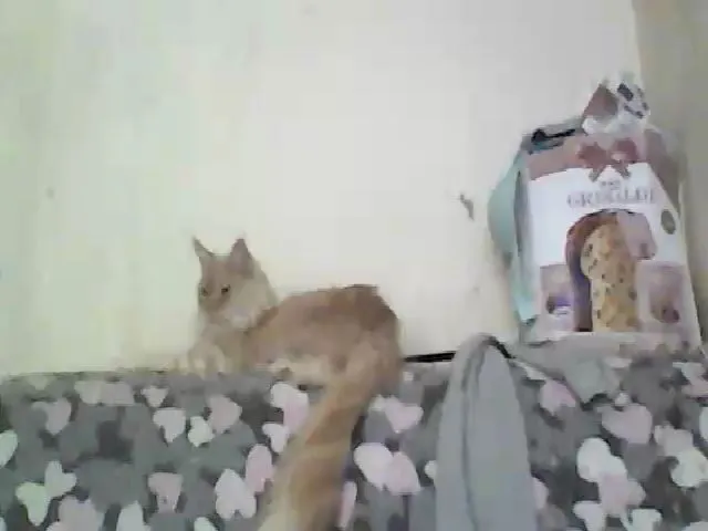 Live sex webcam photo for GuiltyKitty #259307306