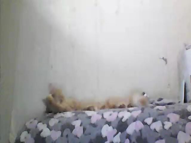 Live sex webcam photo for GuiltyKitty #264239403