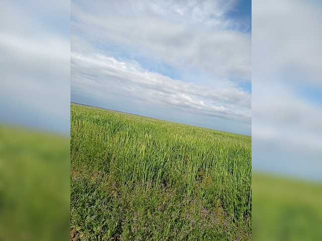 Live sex webcam photo for Katerinagreiz #242498047