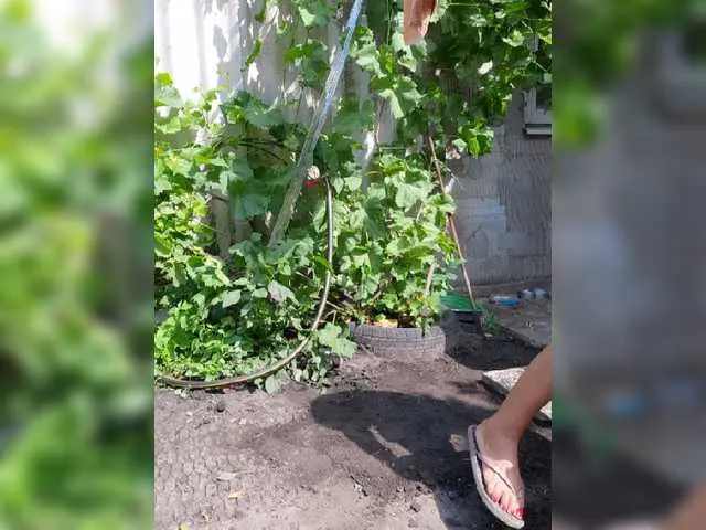 Live sex webcam photo for Squirt-Plesur #254780617