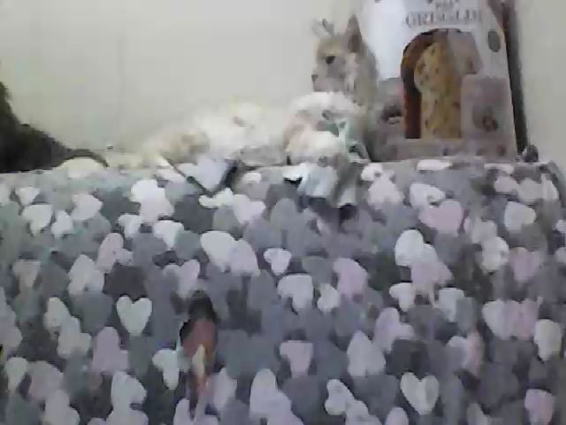 Live sex webcam photo for GuiltyKitty #258313962