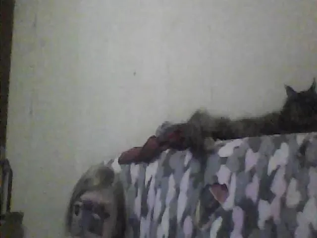 Live sex webcam photo for GuiltyKitty #253897513