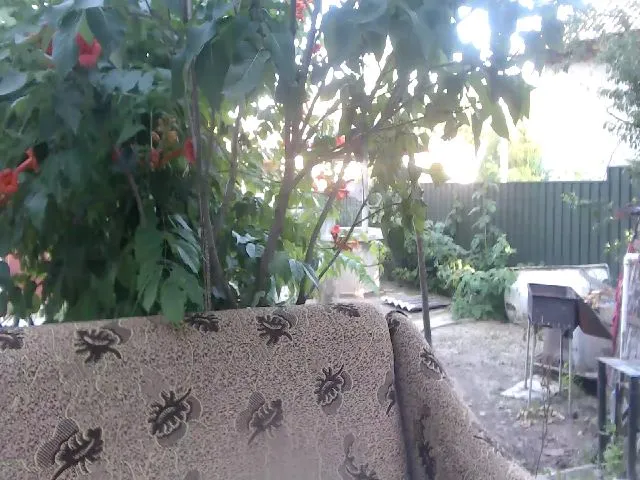 Live sex webcam photo for BeankaV #252558754