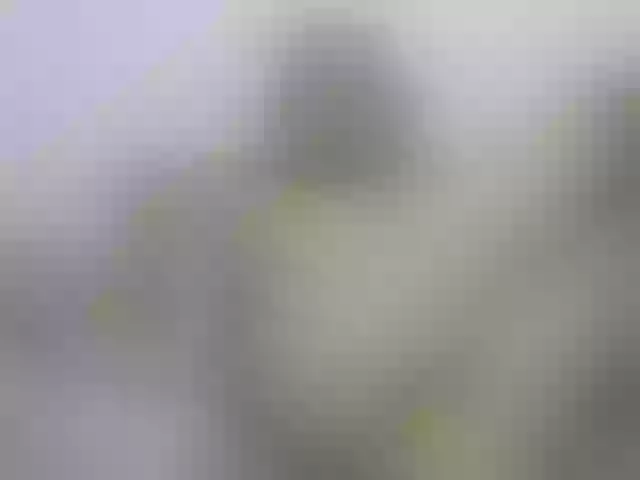 Live sex webcam photo for Nymphaea #256252149