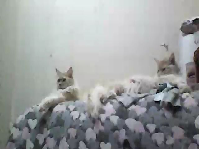 Live sex webcam photo for GuiltyKitty #258335900