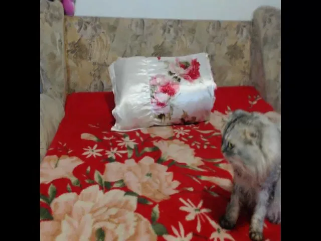 Live sex webcam photo for Ellita #257652330
