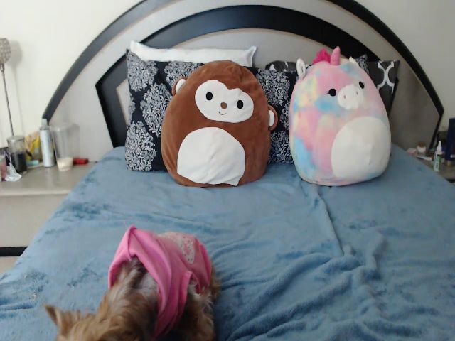 Live sex webcam photo for lyllla #254666038