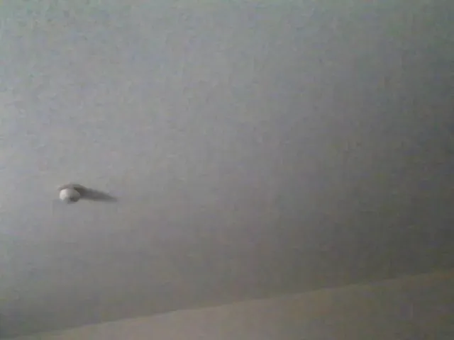 Live sex webcam photo for CocoaCat #263736169