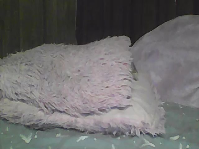 Live sex webcam photo for Pinkrackz100 #258018664