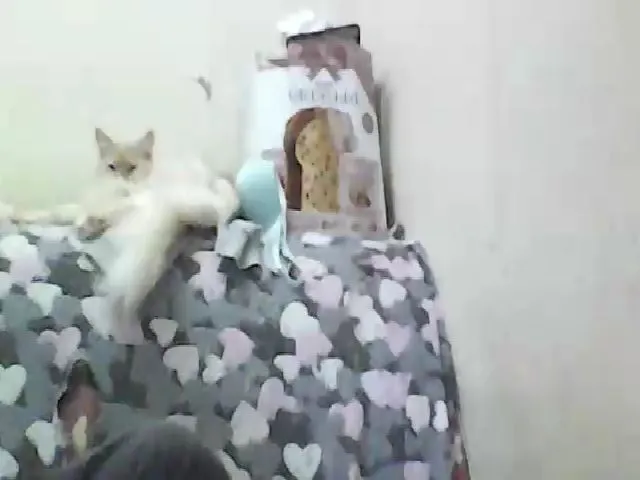 Live sex webcam photo for GuiltyKitty #258566879