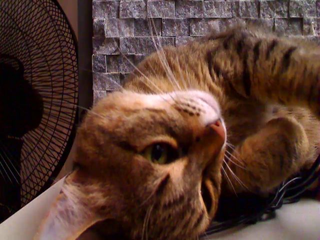 Live sex webcam photo for PoppyNaked #257335613