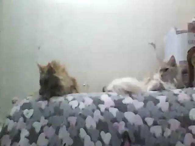 Live sex webcam photo for GuiltyKitty #256327972