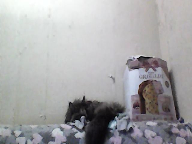 Live sex webcam photo for GuiltyKitty #258282284