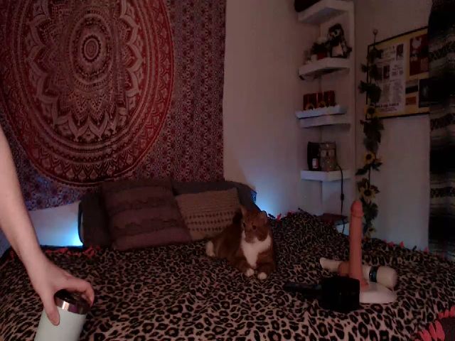 Live sex webcam photo for Missdankkitty #259233924