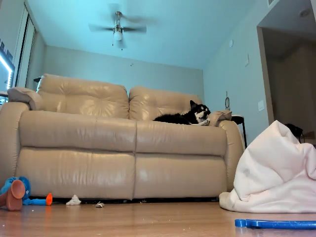 Live sex webcam photo for Belphoebe #254059704