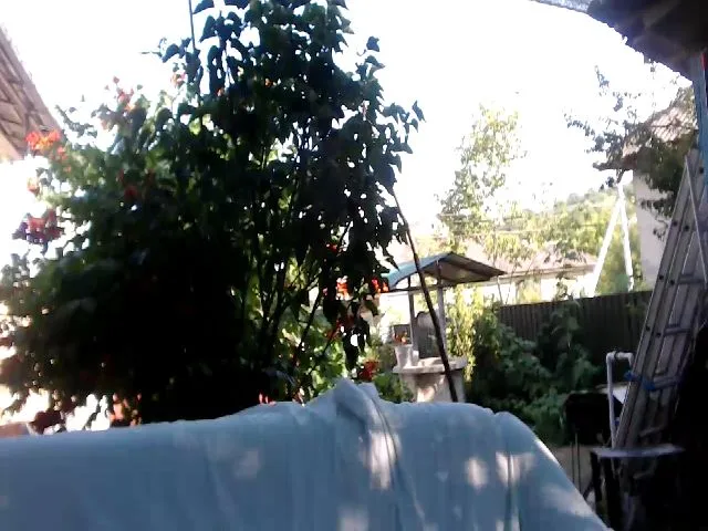 Live sex webcam photo for BeankaV #253441540