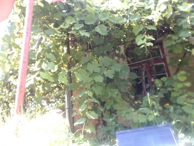 Live sex webcam photo for MaluskaTvoya #252806978