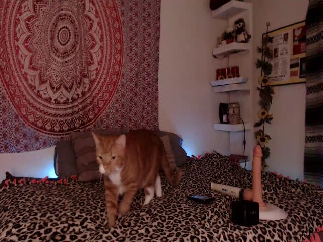 Live sex webcam photo for Missdankkitty #259217136