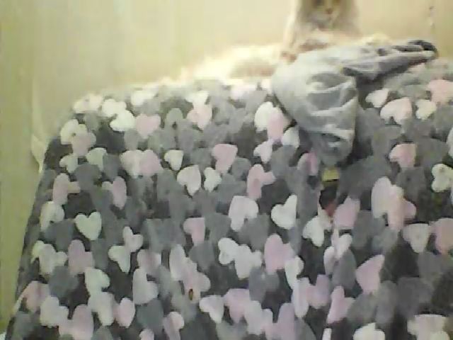 Live sex webcam photo for GuiltyKitty #263668058