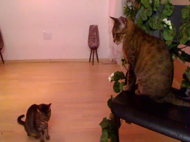 Live sex webcam photo for PoppyNaked #264105612