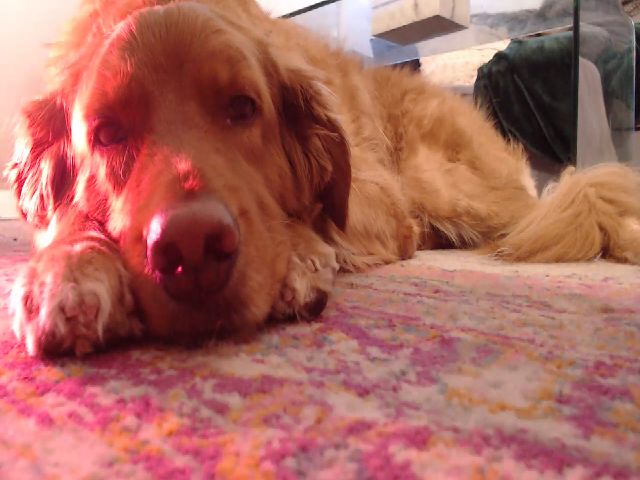 Live sex webcam photo for alexa #252751079