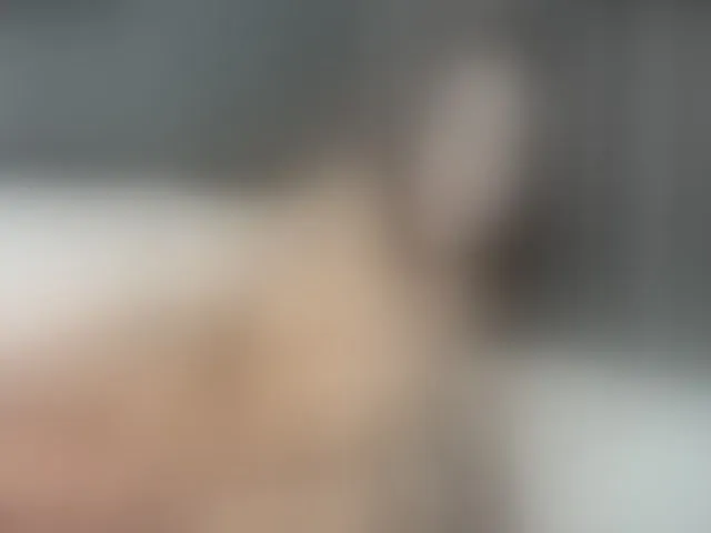 Live sex webcam photo for Afterhourgirl #260069860