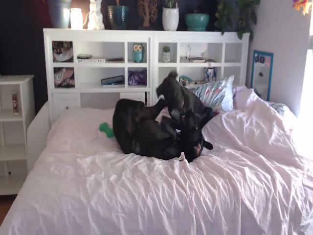 Live sex webcam photo for SweetNSouthrn #252517779