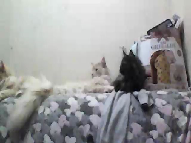 Live sex webcam photo for GuiltyKitty #258827845