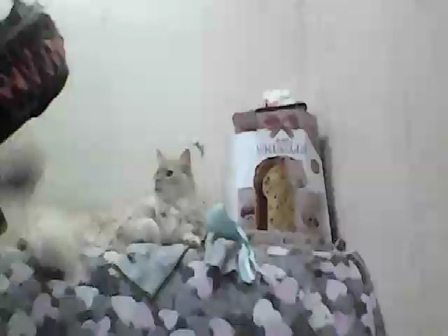 Live sex webcam photo for GuiltyKitty #258546424