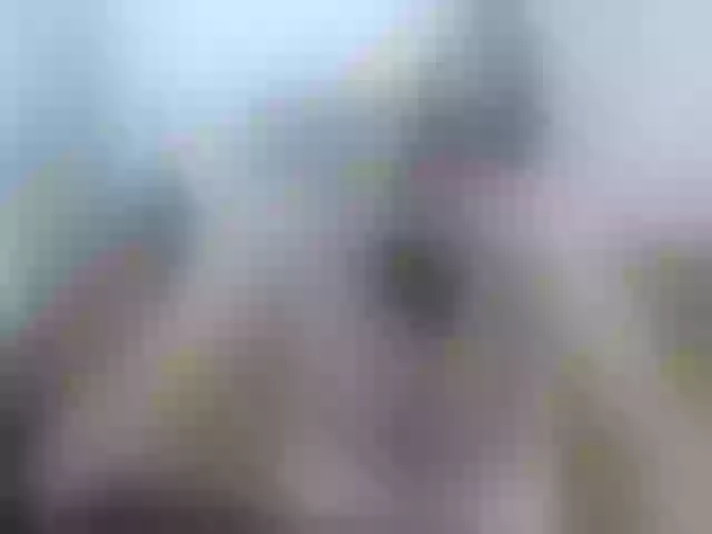 Live sex webcam photo for Alice_4_U #254478406
