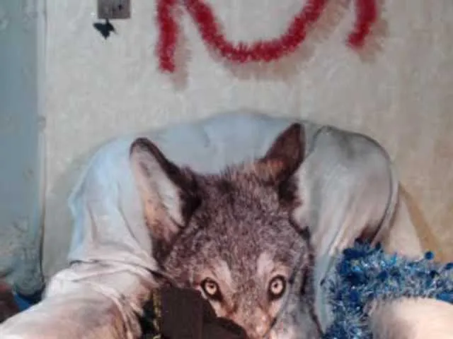 Live sex webcam photo for Katernia48 #240930403