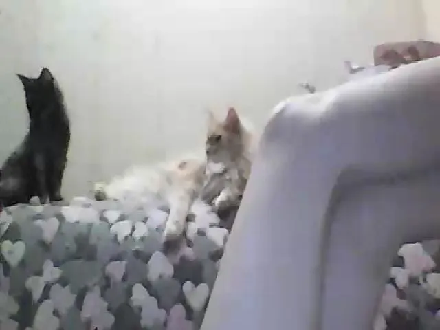 Live sex webcam photo for GuiltyKitty #256031640