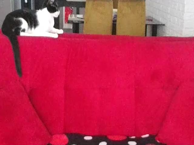 Live sex webcam photo for SOPHI_SOMERS #256084520