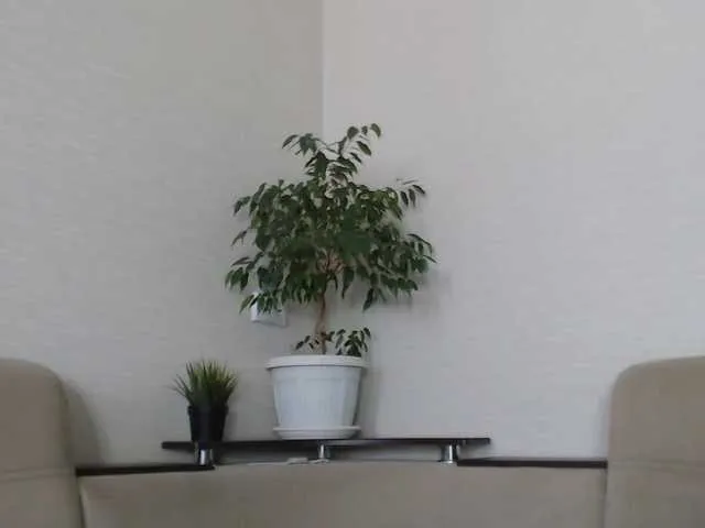 Live sex webcam photo for -yes-or-no- #266393466