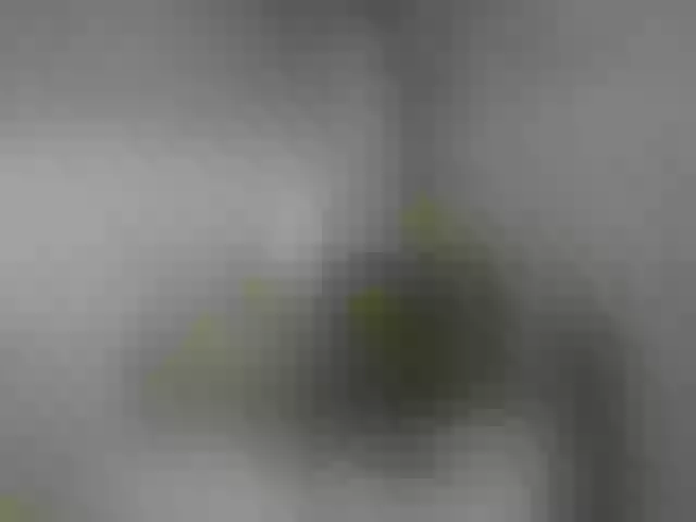 Live sex webcam photo for Luiziana111 #268668151