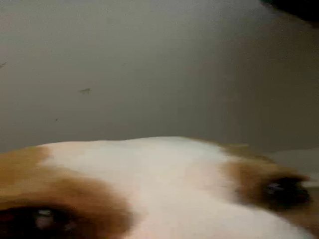 Live sex webcam photo for PaulinaSoler #268702372