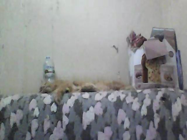 Live sex webcam photo for GuiltyKitty #268860214