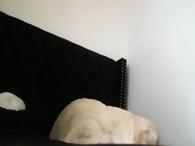 Live sex webcam photo for Sophia__Marie #268872941