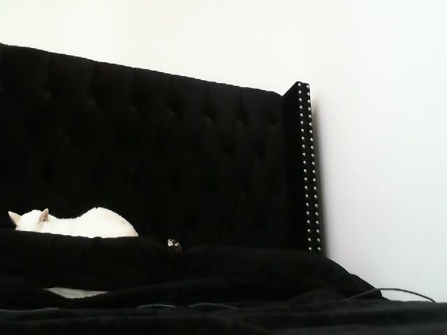 Live sex webcam photo for Sophia__Marie #268991619