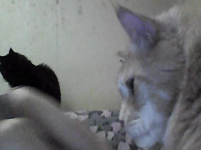 Live sex webcam photo for GuiltyKitty #269029952